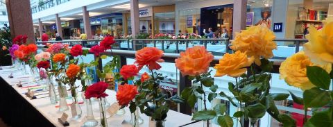 Papatawa Garden Club Annual Rose Show